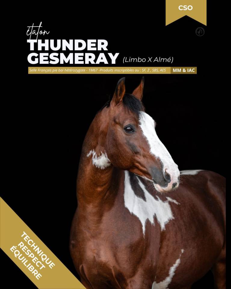 thunder gesmeray zeke don kichot pawnee  - Selle Fran&ccedil;ais 2010