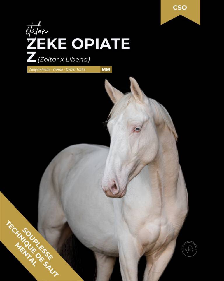 thunder gesmeray zeke don kichot pawnee  - Selle Fran&ccedil;ais 2010