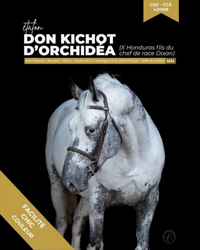 thunder gesmeray zeke don kichot pawnee  - Selle Fran&ccedil;ais 2010