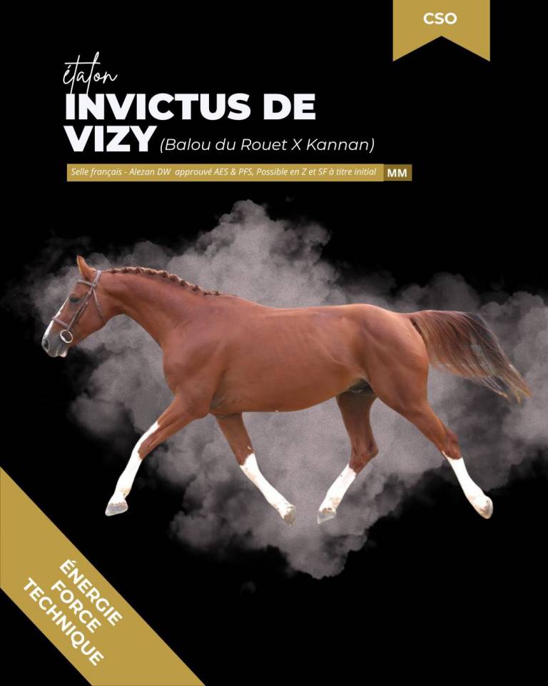 thunder gesmeray zeke don kichot pawnee  - Selle Fran&ccedil;ais 2010