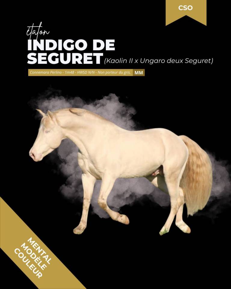 thunder gesmeray zeke don kichot pawnee  - Selle Fran&ccedil;ais 2010