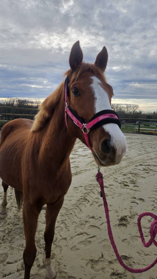 Hengst Selle Fran&ccedil;ais Te koop 2022 Vos