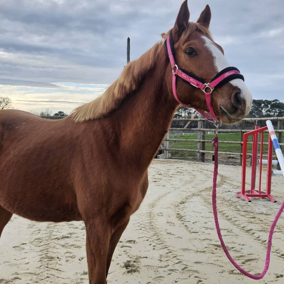 Hengst Selle Fran&ccedil;ais Te koop 2022 Vos