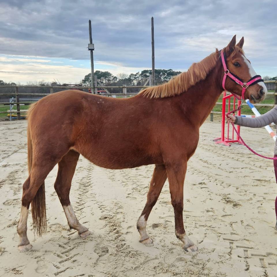 Hengst Selle Fran&ccedil;ais Te koop 2022 Vos