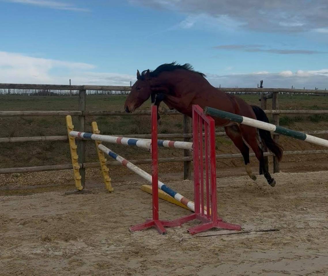 Hengst Selle Fran&ccedil;ais Te koop 2023 Donker bruin / bai