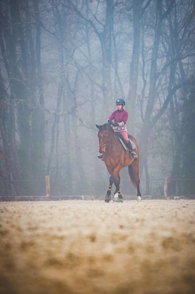 Ruin Selle Fran&ccedil;ais Te koop 2012 Donker bruin / bai