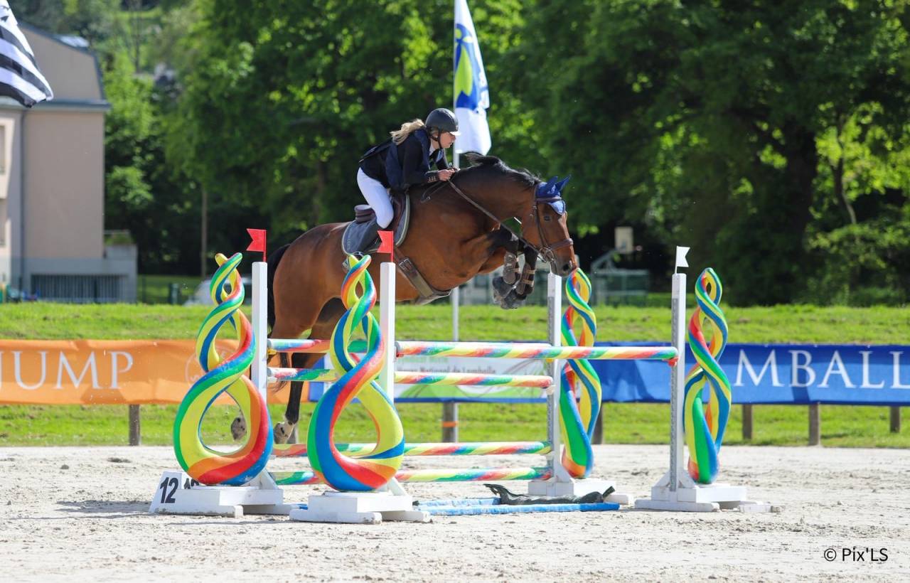 Ruin Selle Fran&ccedil;ais Te koop 2012 Donker bruin / bai