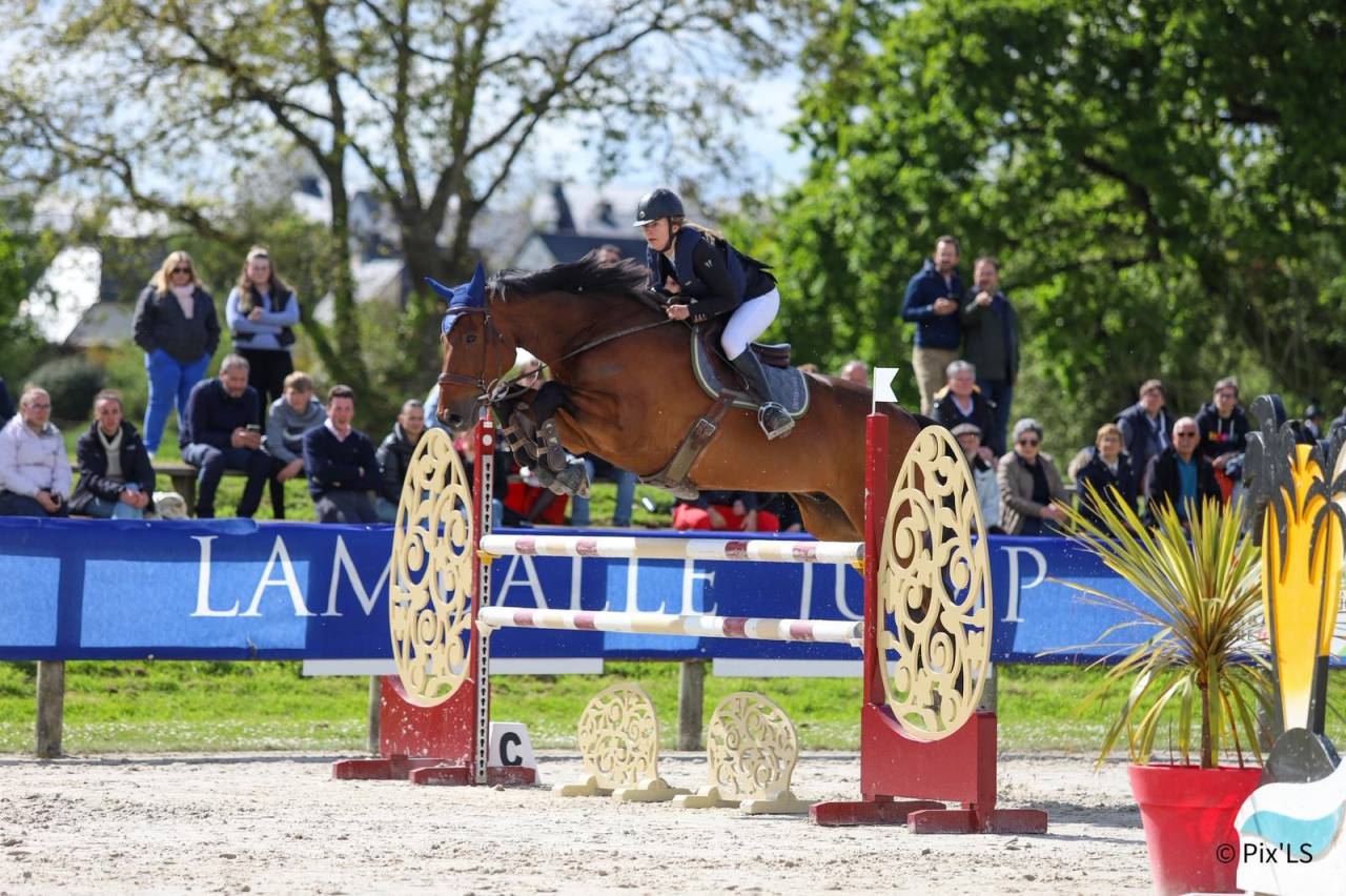 Ruin Selle Fran&ccedil;ais Te koop 2012 Donker bruin / bai