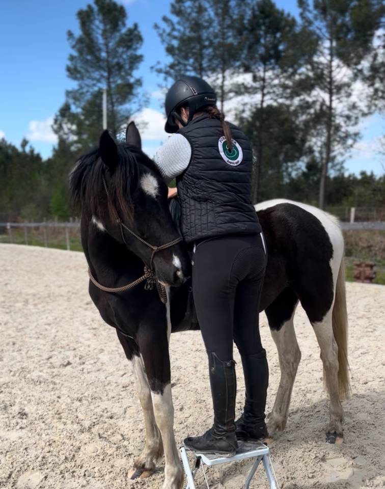 Merrie AES Anglo European Studbook Te koop 2022 Bont