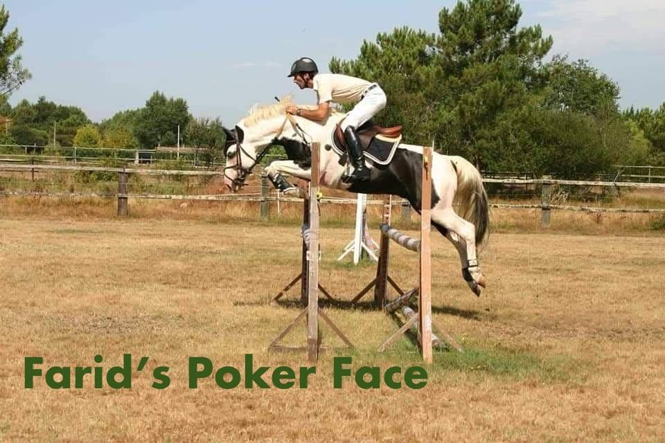 Merrie AES Anglo European Studbook Te koop 2022 Bont