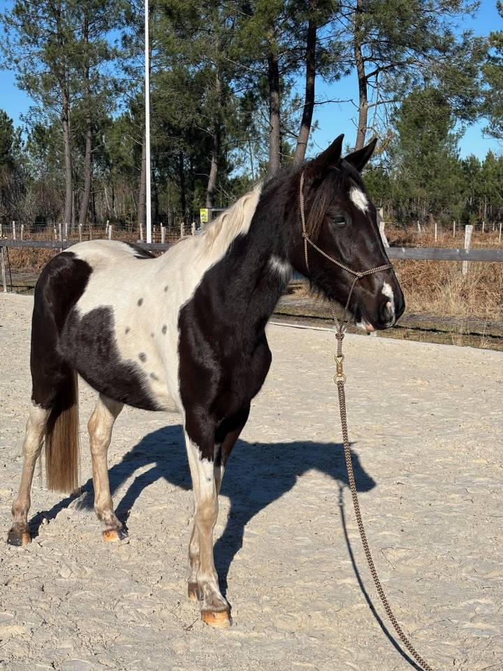 Merrie AES Anglo European Studbook Te koop 2022 Bont