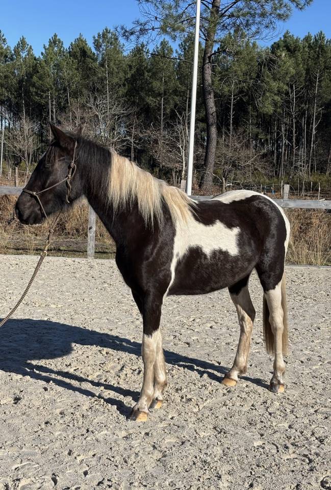 Merrie AES Anglo European Studbook Te koop 2022 Bont