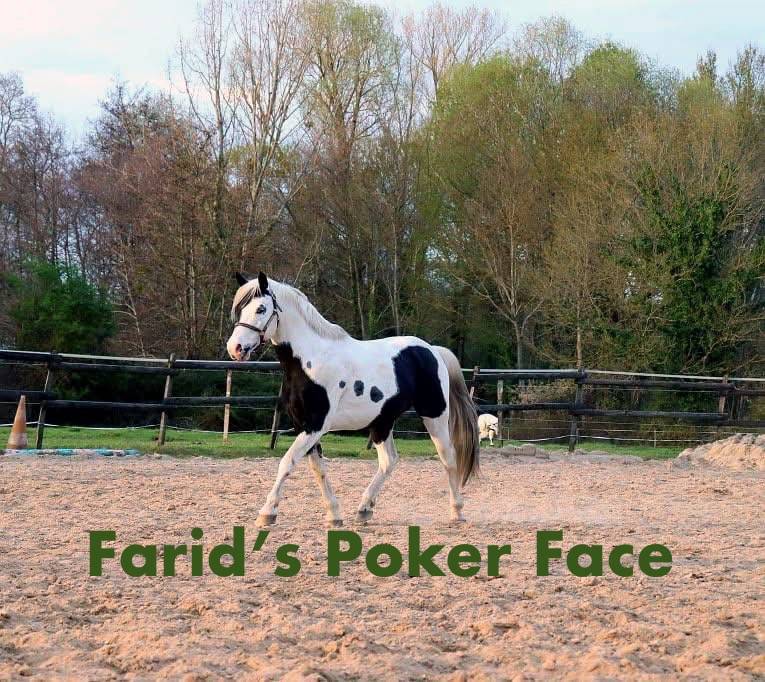 Merrie AES Anglo European Studbook Te koop 2022 Bont