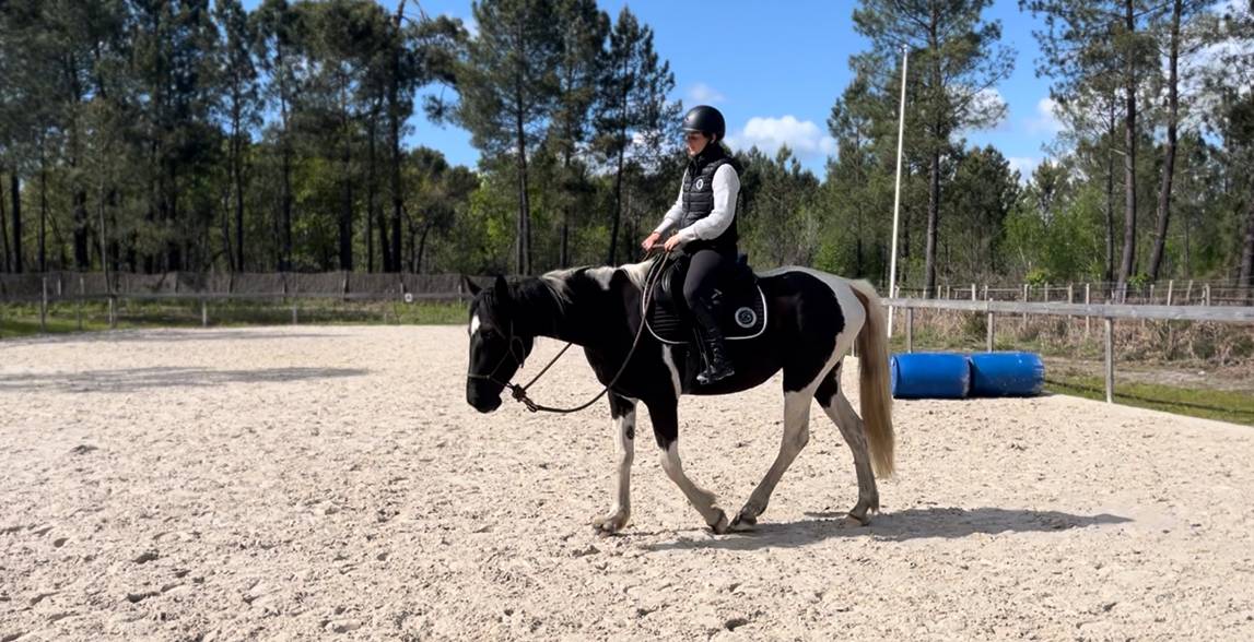 Merrie AES Anglo European Studbook Te koop 2022 Bont