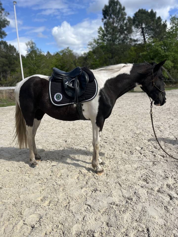 Merrie AES Anglo European Studbook Te koop 2022 Bont