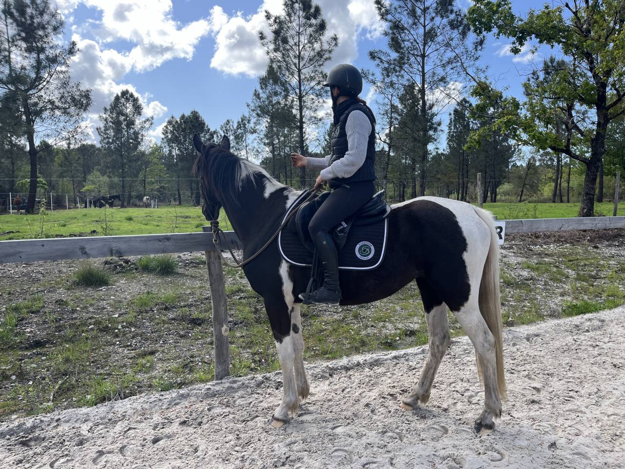 Merrie AES Anglo European Studbook Te koop 2022 Bont