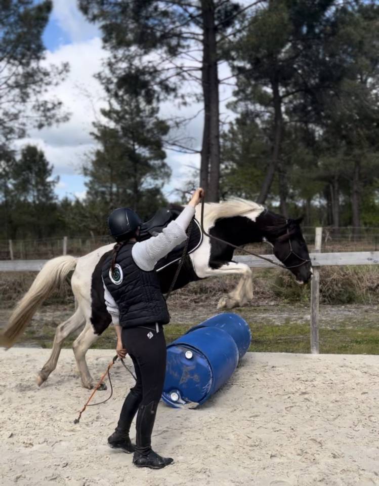 Merrie AES Anglo European Studbook Te koop 2022 Bont