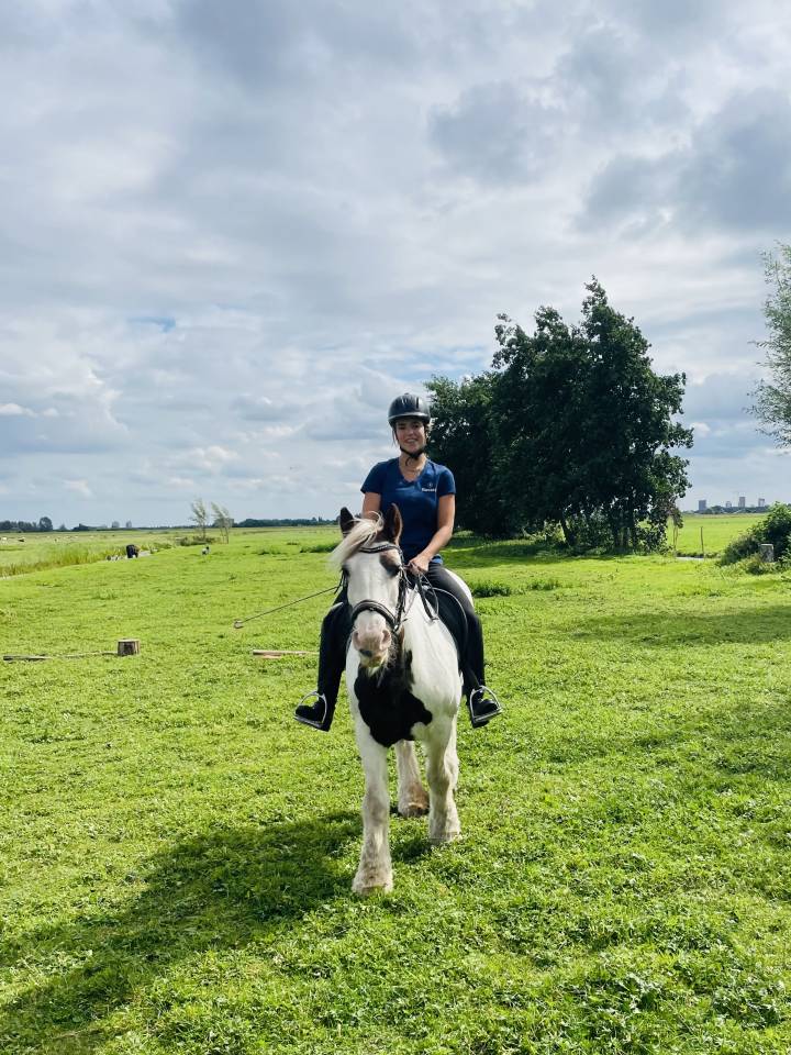 Tinker en shetlander te koop