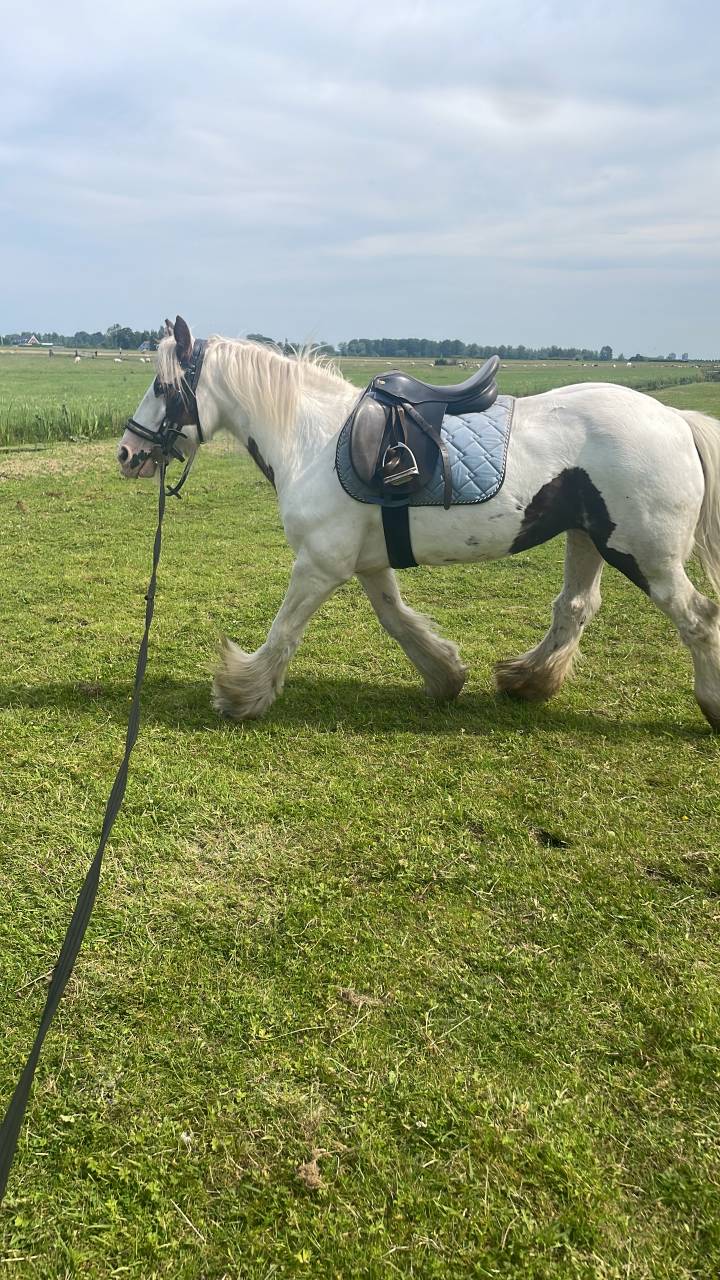 Tinker en shetlander te koop