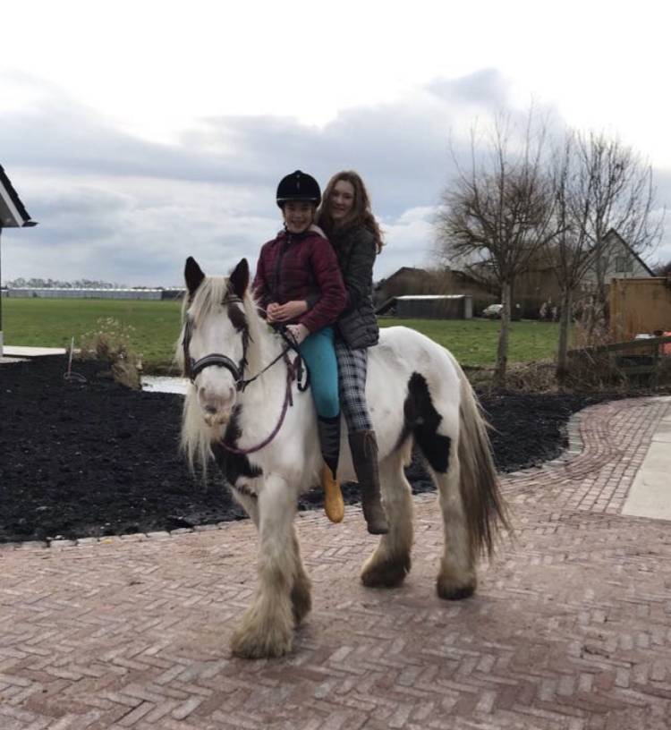 Tinker en shetlander te koop