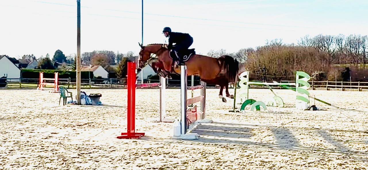 Merrie Selle Fran&ccedil;ais Te koop 2019 Vos