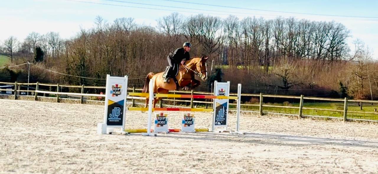 Merrie Selle Fran&ccedil;ais Te koop 2019 Vos