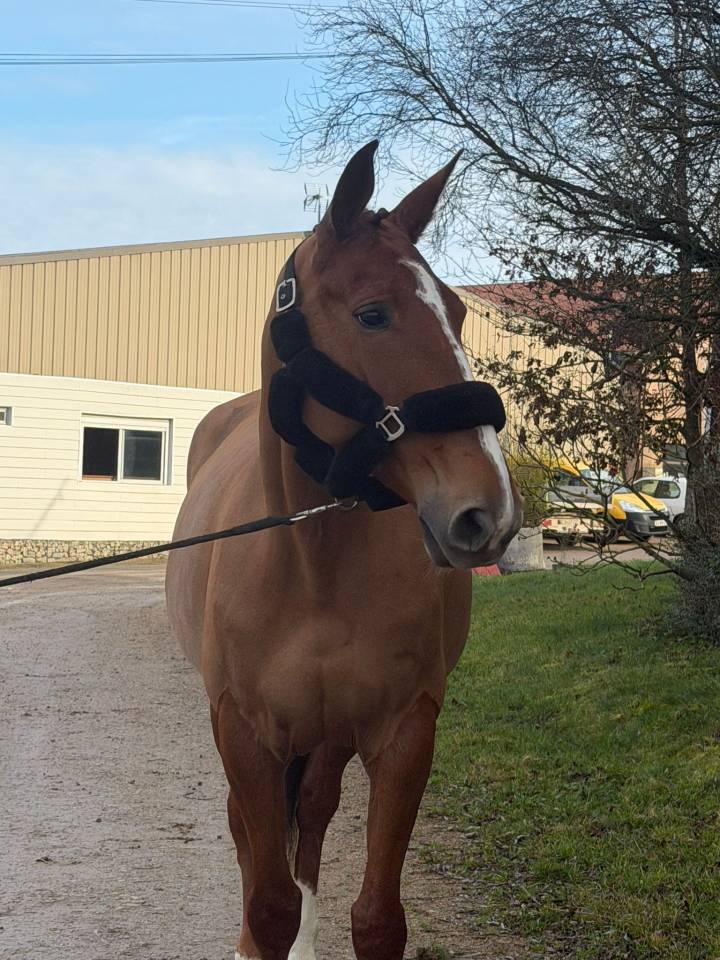 Merrie Selle Fran&ccedil;ais Te koop 2019 Vos