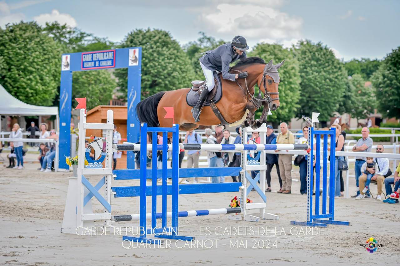 Ruin Belgisch sportpaard Te koop 2016 Donker bruin / bai