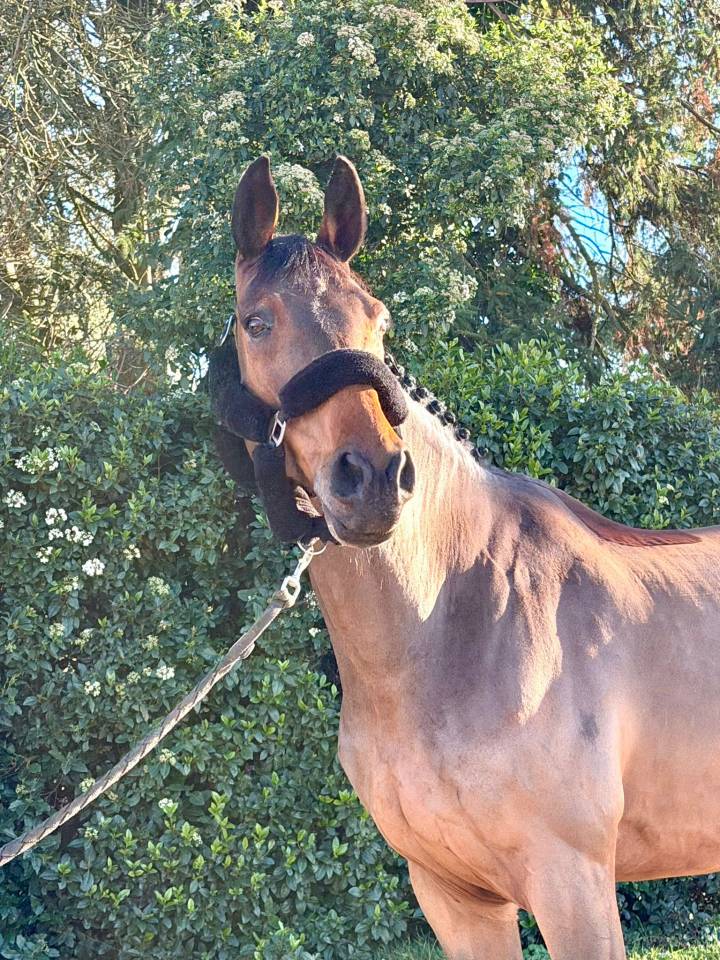 Ruin Belgisch sportpaard Te koop 2016 Donker bruin / bai