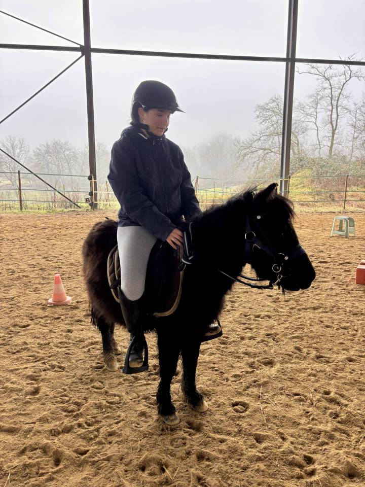 Veulen (vr) Shetland Te koop 2023 Bruin / Bai ,  Cromignon d&rsquo;Alix