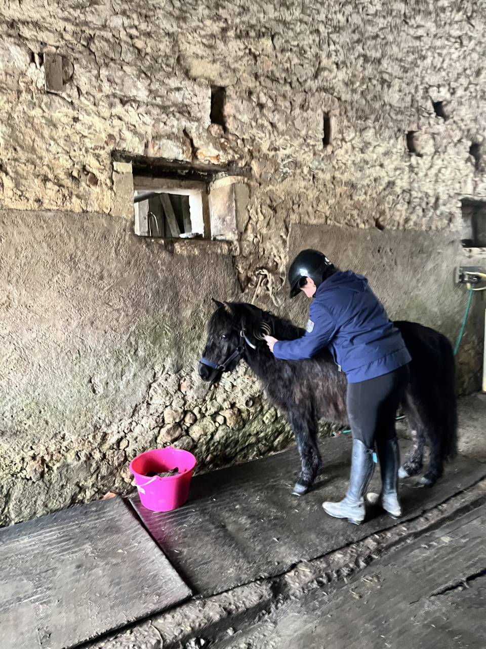 Veulen (vr) Shetland Te koop 2023 Bruin / Bai ,  Cromignon d&rsquo;Alix