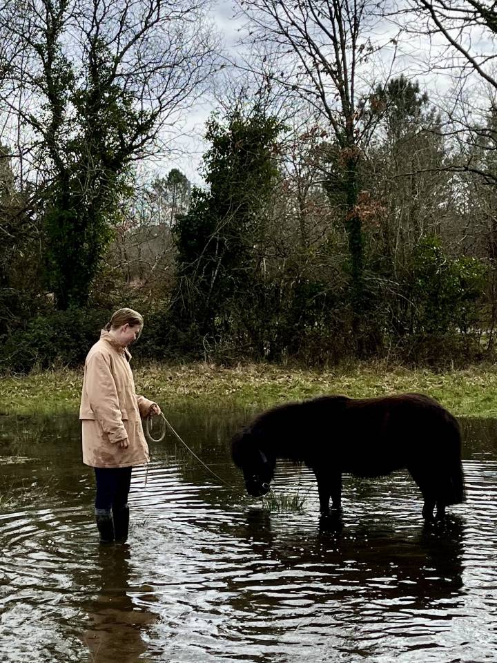 Veulen (vr) Shetland Te koop 2023 Bruin / Bai ,  Cromignon d&rsquo;Alix