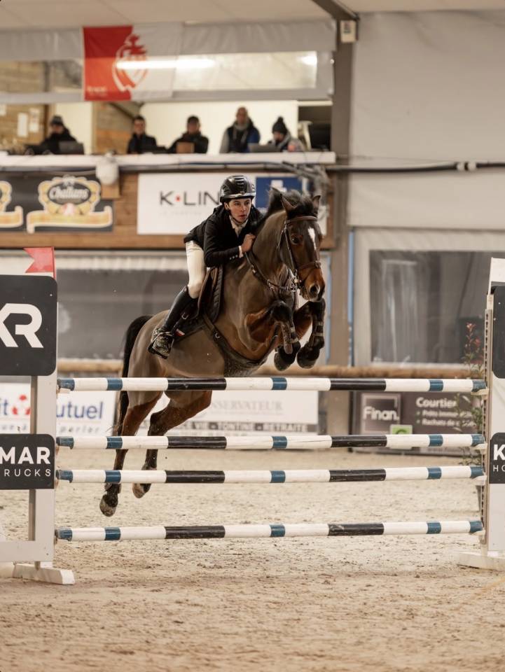 Ruin Bekend ras Te koop 2015 Donker bruin / bai