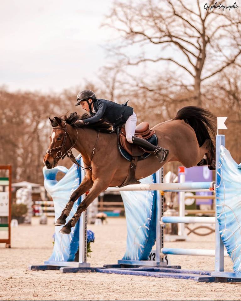 Ruin Bekend ras Te koop 2015 Donker bruin / bai