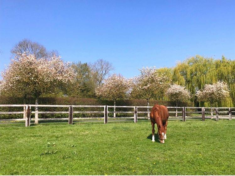 Hippisch vastgoed Koop Calvados