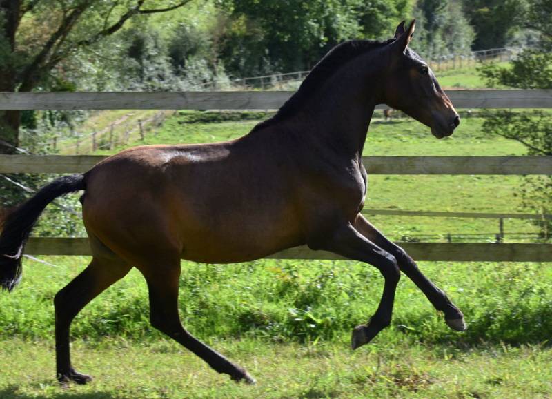 Veulen (vr) PRE Puur Ras Spaans Te koop 2024 Bruin / Bai