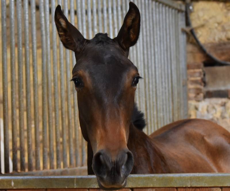 Veulen (vr) PRE Puur Ras Spaans Te koop 2024 Bruin / Bai