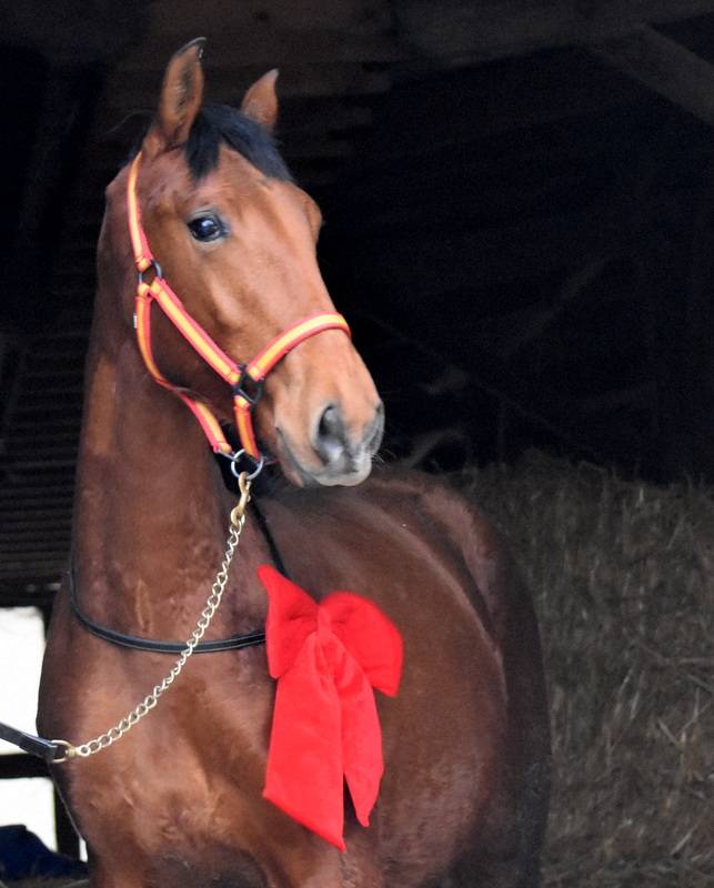 Ruin PRE Puur Ras Spaans Te koop 2024 Donker bruin / bai