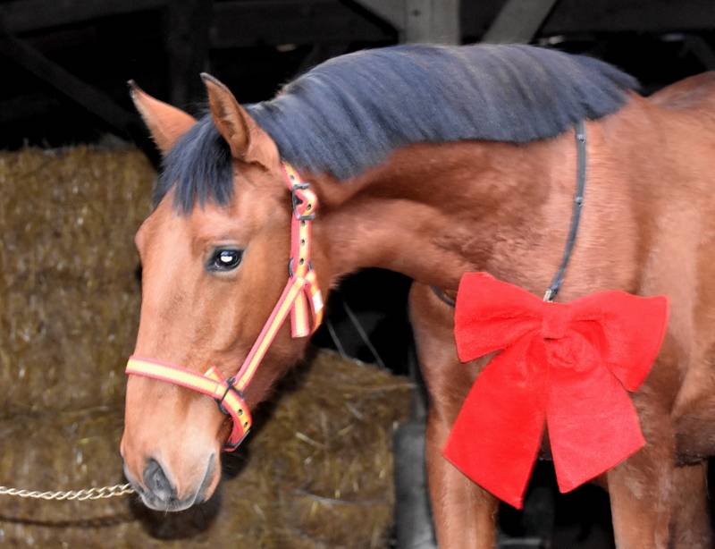 Ruin PRE Puur Ras Spaans Te koop 2024 Donker bruin / bai