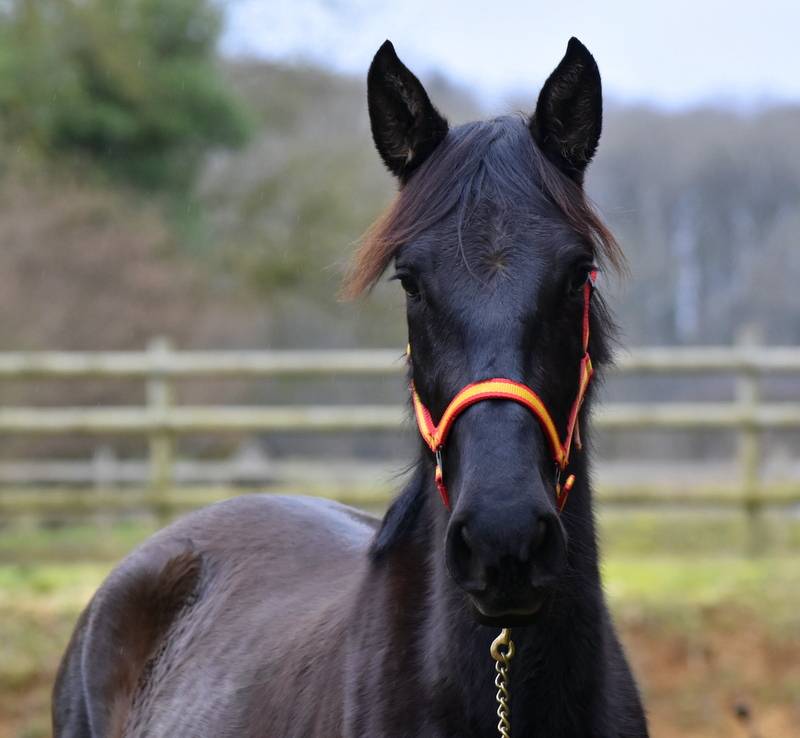 Merrie PRE Puur Ras Spaans Te koop 2023 Zwart