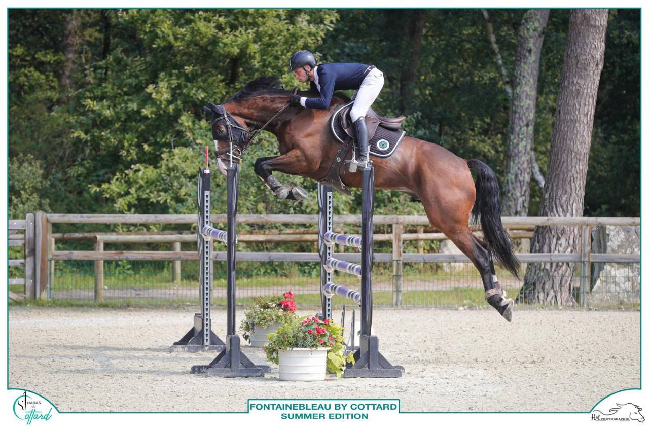 Ruin Selle Fran&ccedil;ais Te koop 2018 Donker bruin / bai