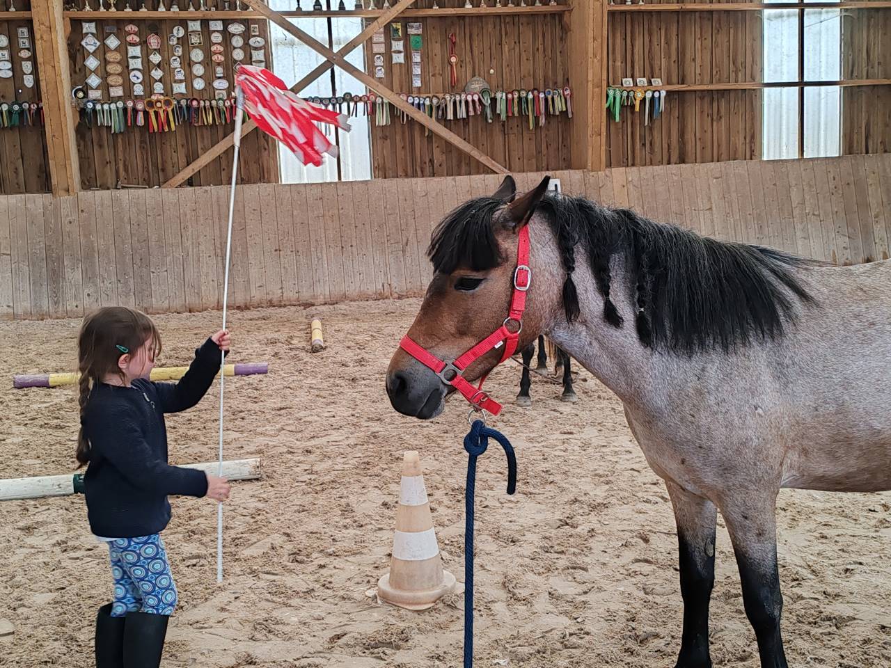 Merrie Welsh Partbred Te koop 2019 Bruinroan