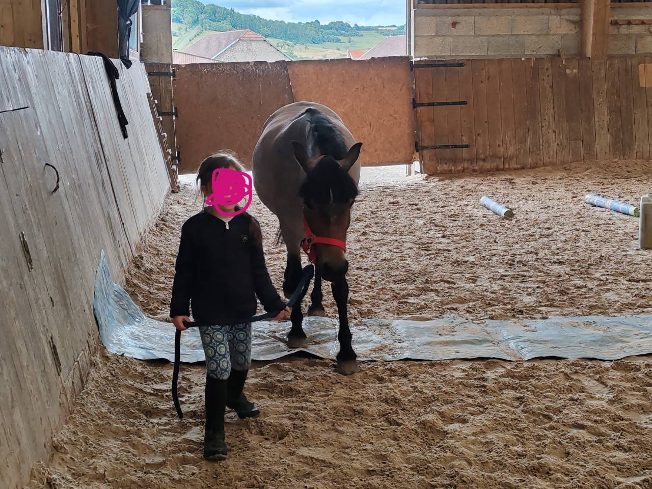 Merrie Welsh Partbred Te koop 2019 Bruinroan