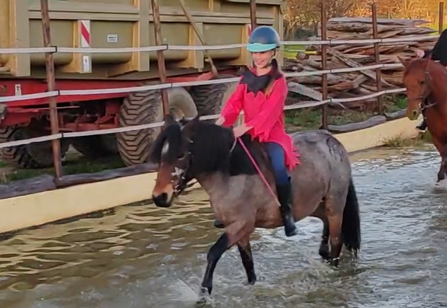 Merrie Welsh Partbred Te koop 2019 Bruinroan