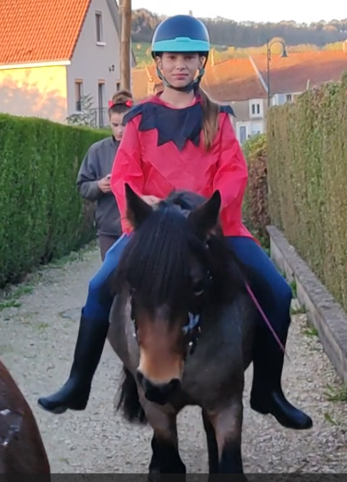 Merrie Welsh Partbred Te koop 2019 Bruinroan