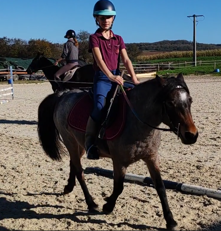 Merrie Welsh Partbred Te koop 2019 Bruinroan