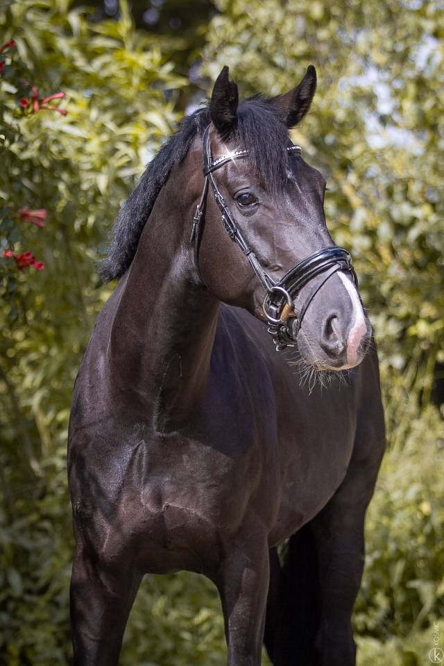 Ruiter, Dressuur - Vast contract onbepaalde tijd Voltijds - Sa&ocirc;ne-et-Loire Frankrijk