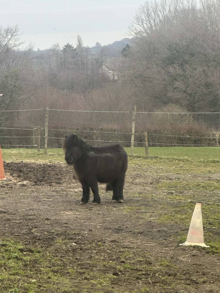 Ruin Belgische pony Delen 1997 Vos