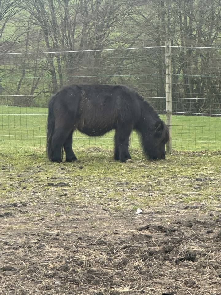 Ruin Belgische pony Delen 1997 Vos