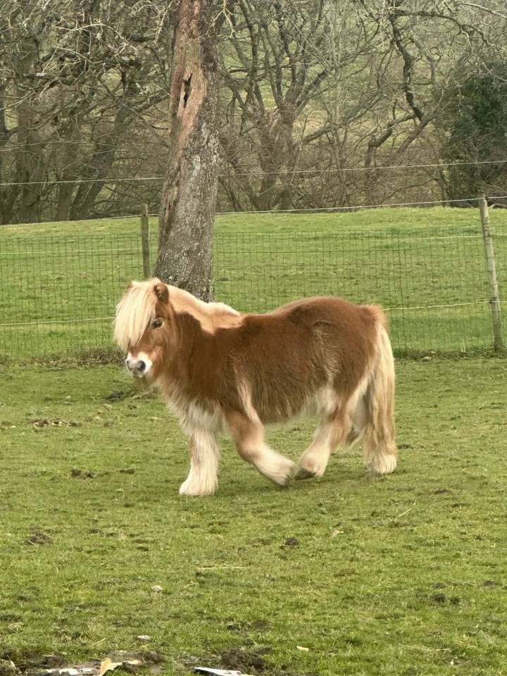 Ruin Belgische pony Delen 1997 Vos